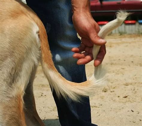 Aroused man destroys dogs tight pussy in insane zoo closeups